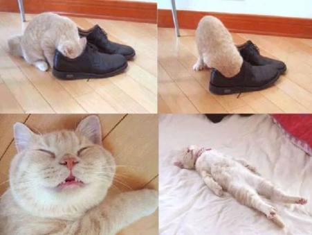 闻臭鞋,舔臭脚,猫主子是什么毛病