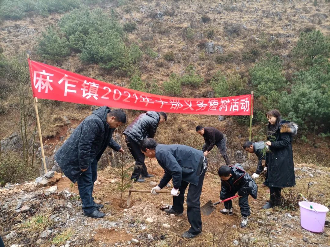 威宁早春万物苏植树造林忙