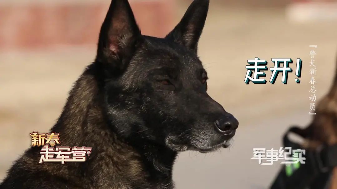 警犬黑龙的这波操作太甜腻一下击中无数少女心