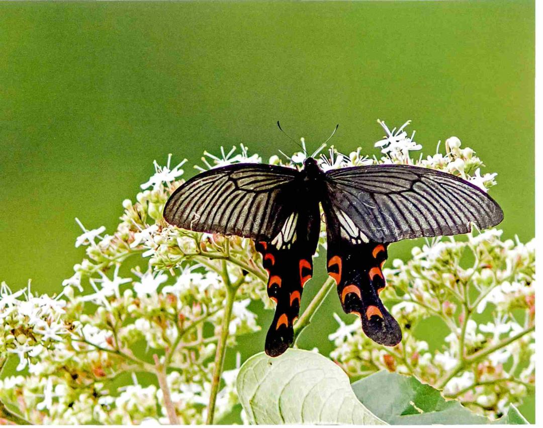 科普组图·野生动物丨会飞的花朵——中国珍稀蝴蝶