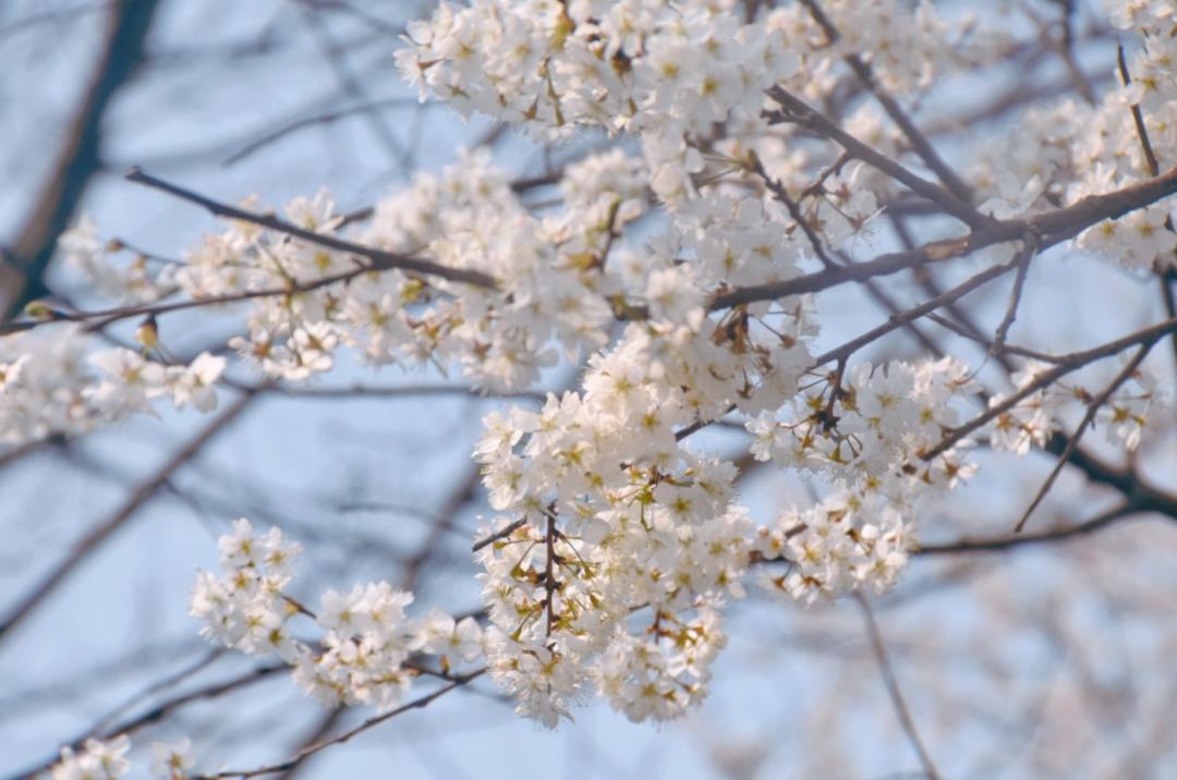 春日美景:"樱花云"落入凡尘 那是凤凰最浪漫的春