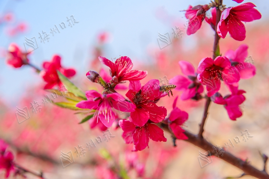 广东蕉岭:万株桃花灼灼开,来邂逅最美春光!