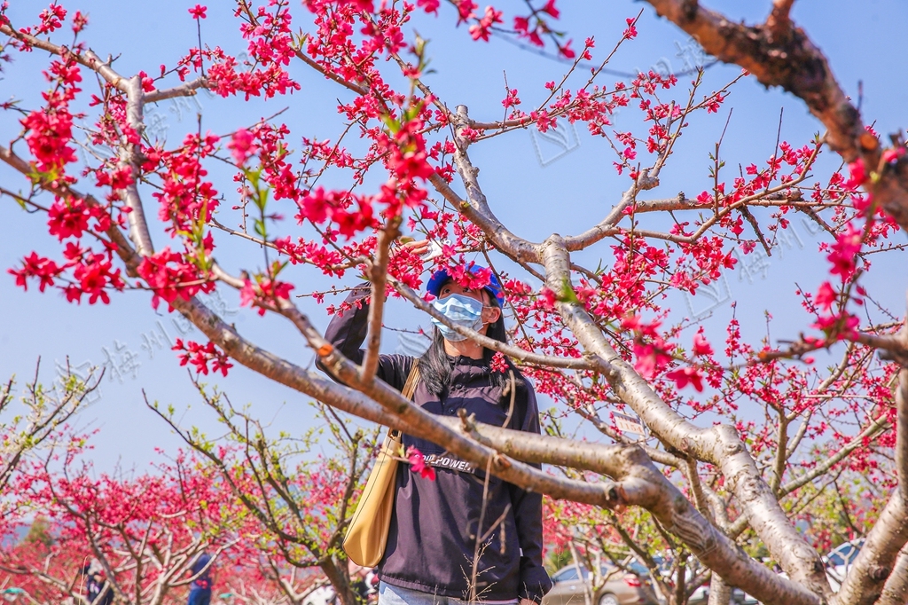 广东蕉岭:万株桃花灼灼开,来邂逅最美春光!