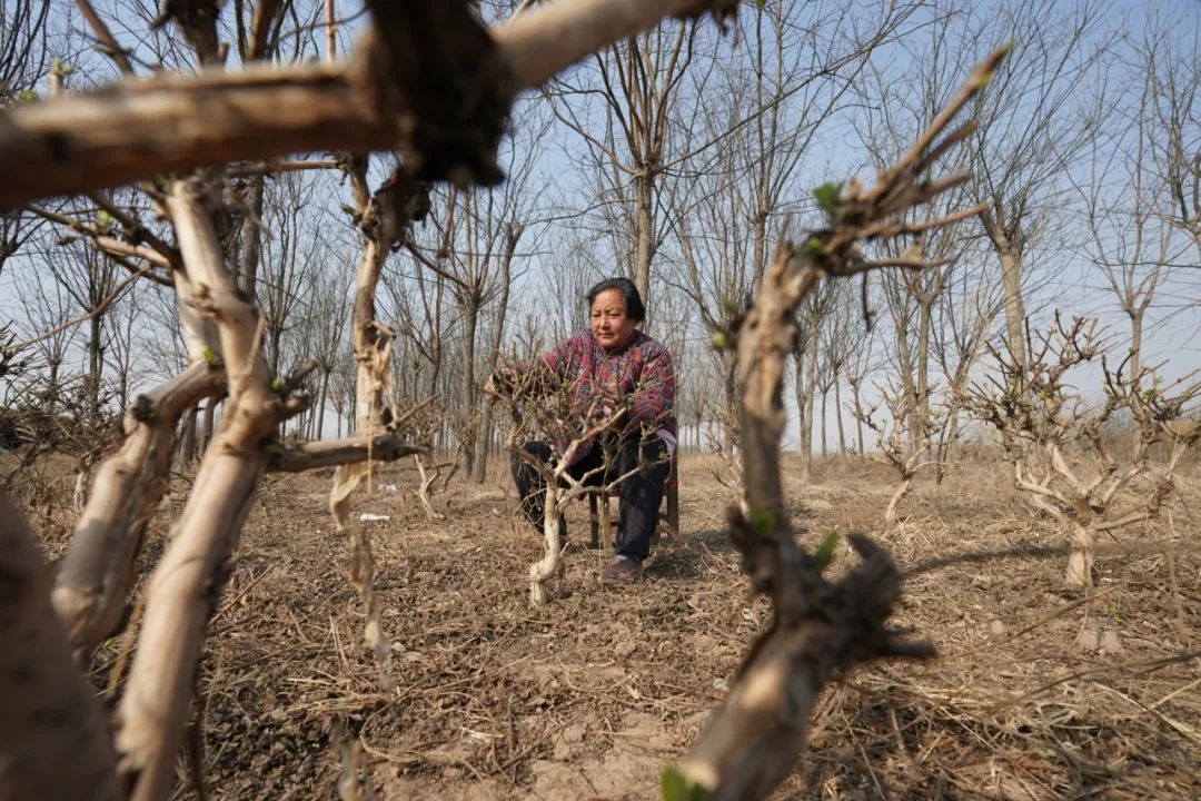 农户们正抓紧农时,忙活不停,给金银花修剪枝条,施肥,松土整地,一片