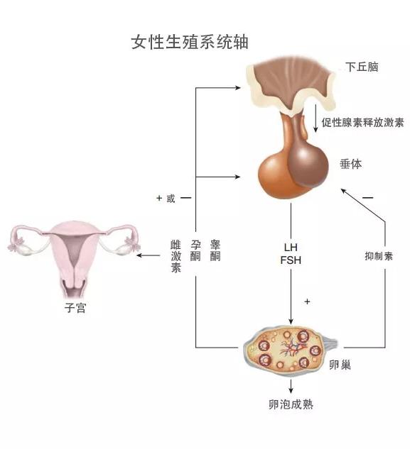 形成一个完整且协调的神经内分泌系统,称为下丘脑-垂体-卵巢轴(hpoa)