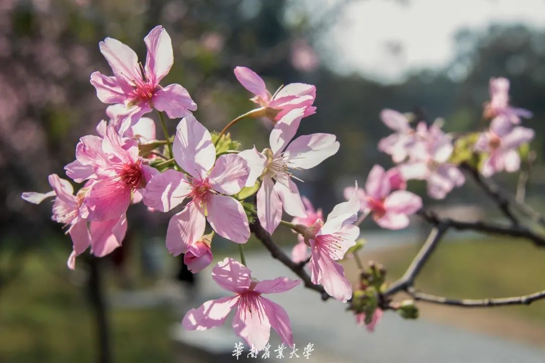 太美了直击华农春日花海内有独家花海航拍