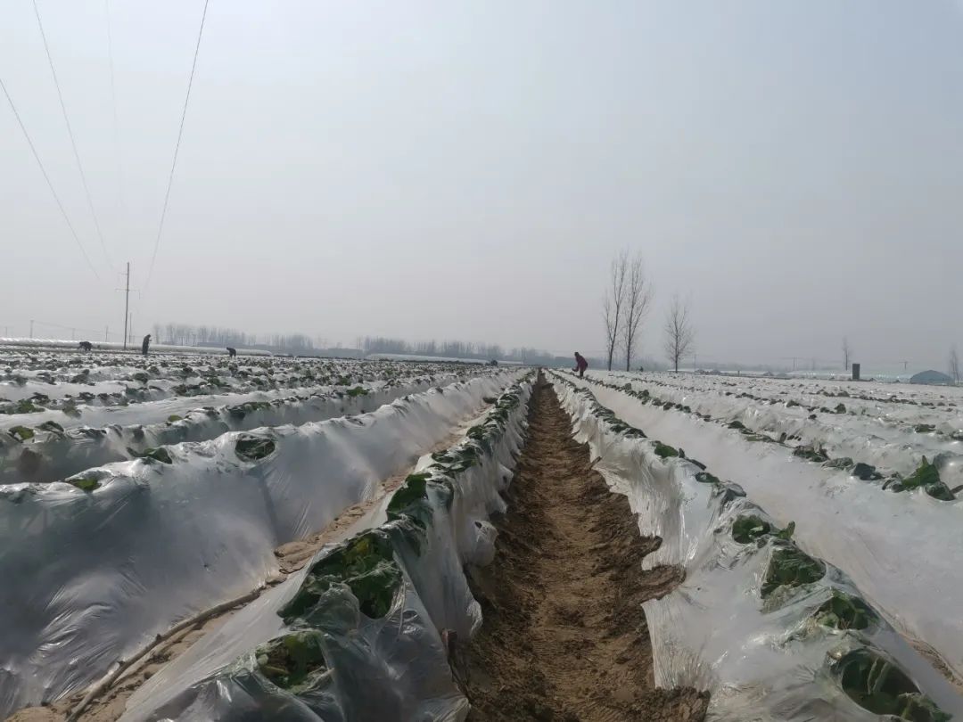 沛县发布袁圩子村种植户袁运芳乐呵呵地说,去年种了八九亩牛蒡,收入4