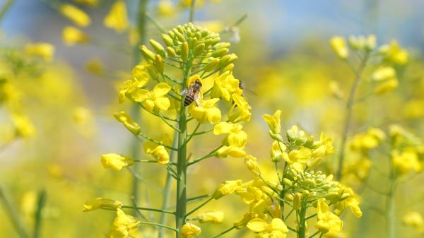 陆丰河东:首届乡村振兴(油菜花)文化节