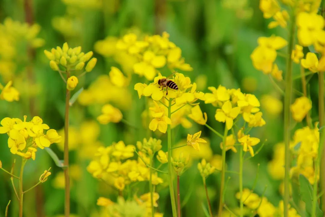 omg~1200亩油菜花海,安排!