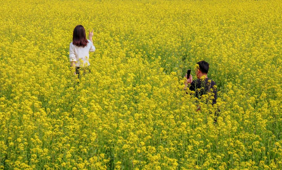 omg~1200亩油菜花海,安排!