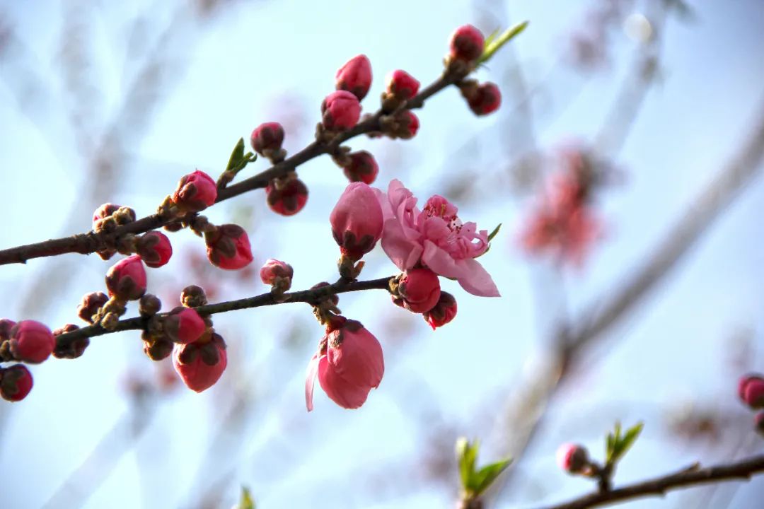上海植物园桃花提前初绽,预计三月上中旬进入盛花期