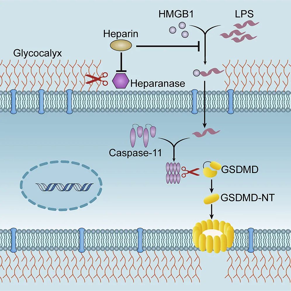 在机制探讨过程中,研究团队发现:肝素不是caspase-11的直接抑制剂,其