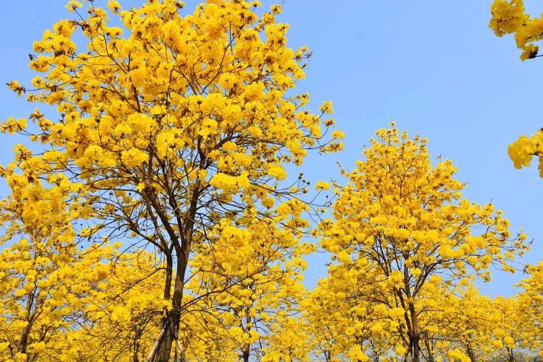 芦苞广东省佛山市三水区府前路9号乐平派出所附近赏花地址二:广东省