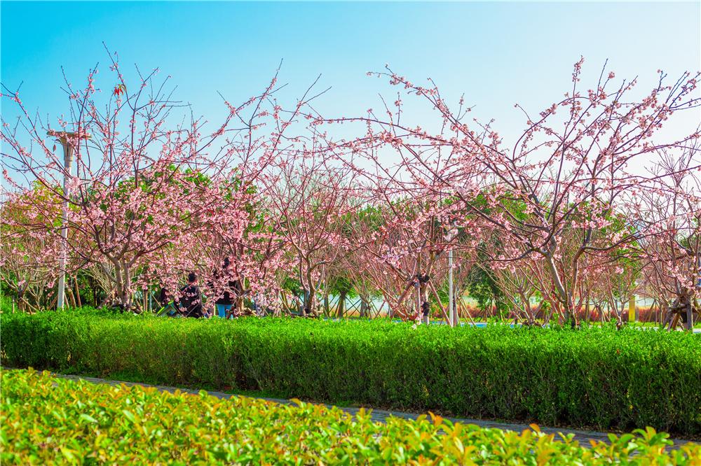 瓯江口十里樱花园 李建安 摄