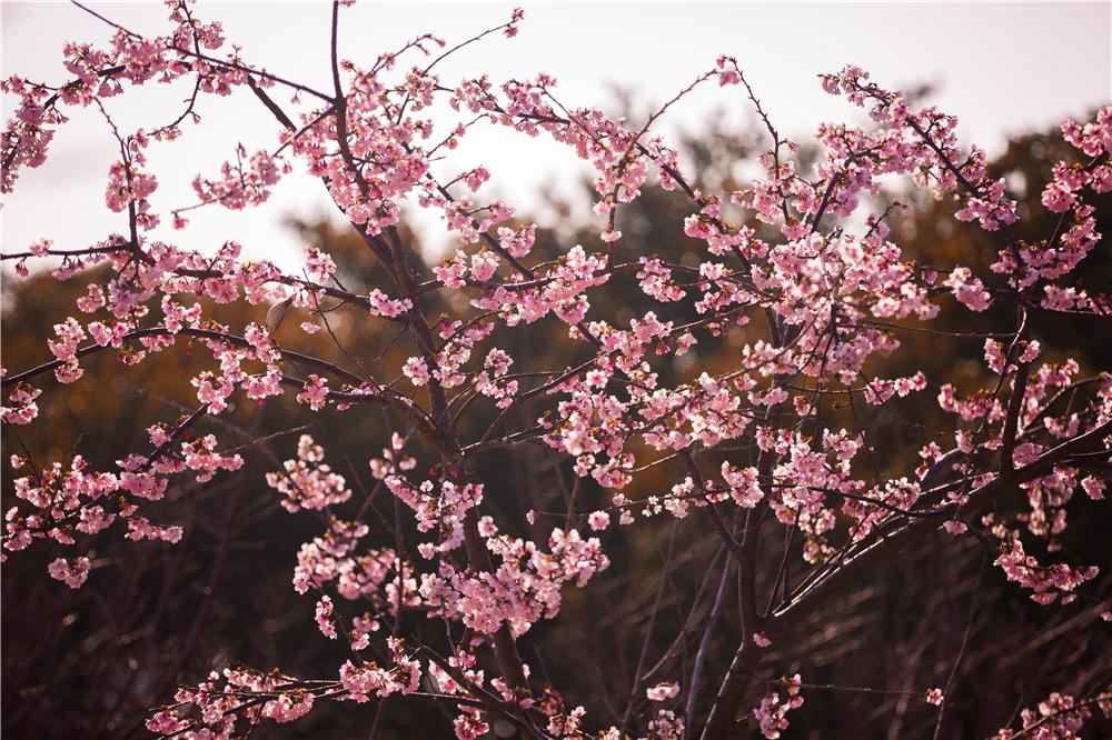 瓯江口十里樱花园 李建安 摄