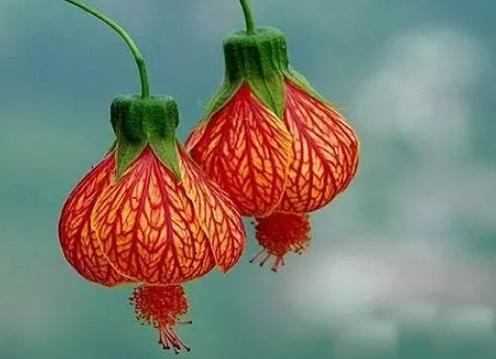 这些有趣的植物"花"灯你见过吗?