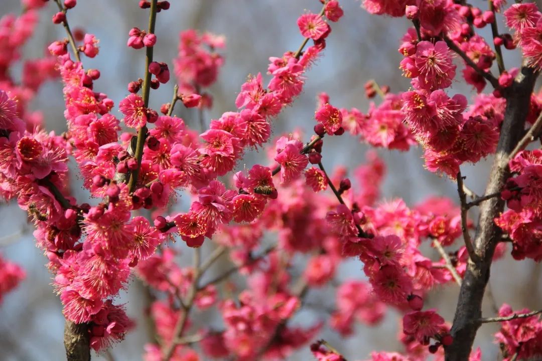 来认认这些常见梅花品种,助你成为赏"梅"达人