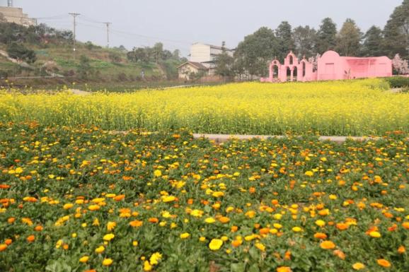 地址:龙马潭区泸富路金夫人四季花海摄影基地门票:20元/人泸州植物园