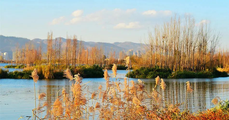 州市要闻 | 昆明市即将发布《滇池湖滨湿地水鸟栖息地