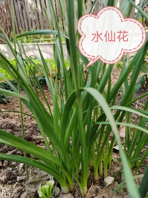 金医健康|水仙爱"装蒜",下口需谨慎