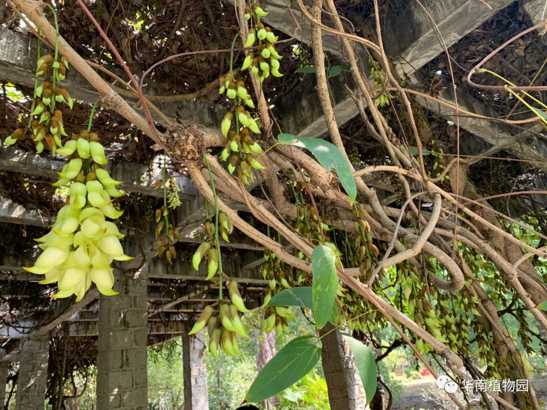 木本花卉区▲紫白相间色禾雀花(大果油麻藤)已开花飞鹅一桥的紫白相间