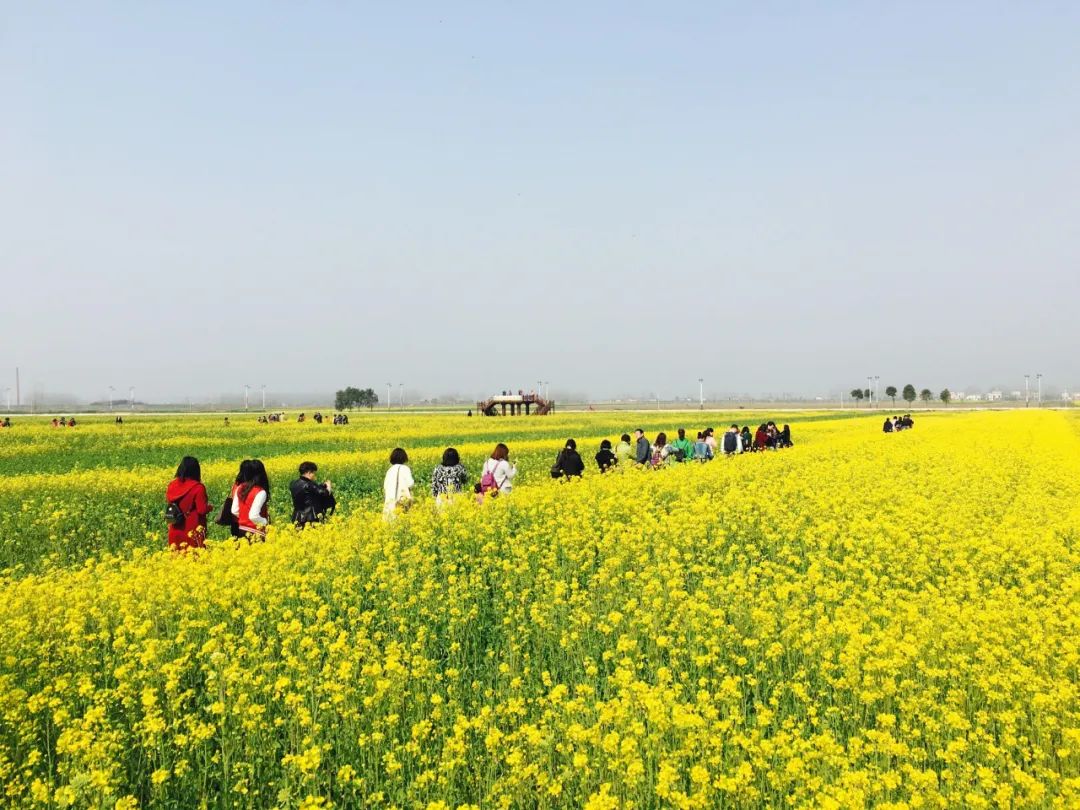 知音故里油菜花节3月6日迎客,推出一日游二日游线路