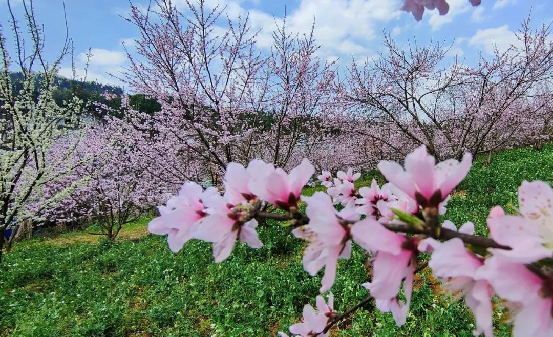 去十里桃花谷,听花开的声音