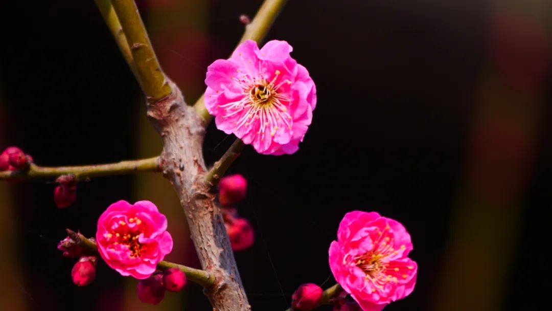 水墨园里梅花开,迎风绽放暗香来