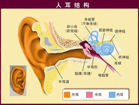 当外耳,中耳,内耳以及脑部听觉中枢,任何一处发生病变,均可以导致不同