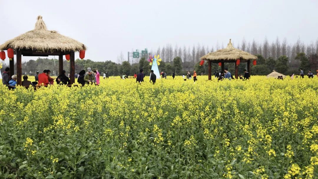 权威发布!奉贤发布2021年度油菜花花期预报,不容错过