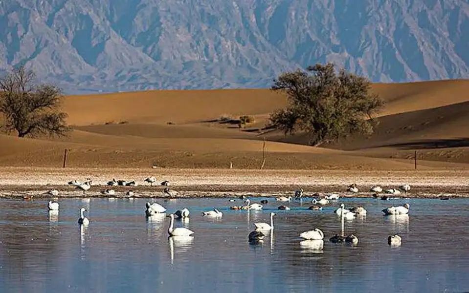 腾格里沙漠天鹅湖:位于内蒙古自治区阿拉善盟阿拉善左旗(巴彦浩特镇)