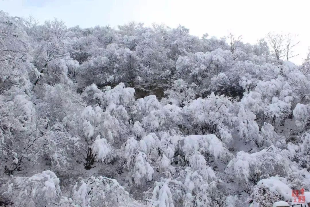 2021的第一场雪 美!