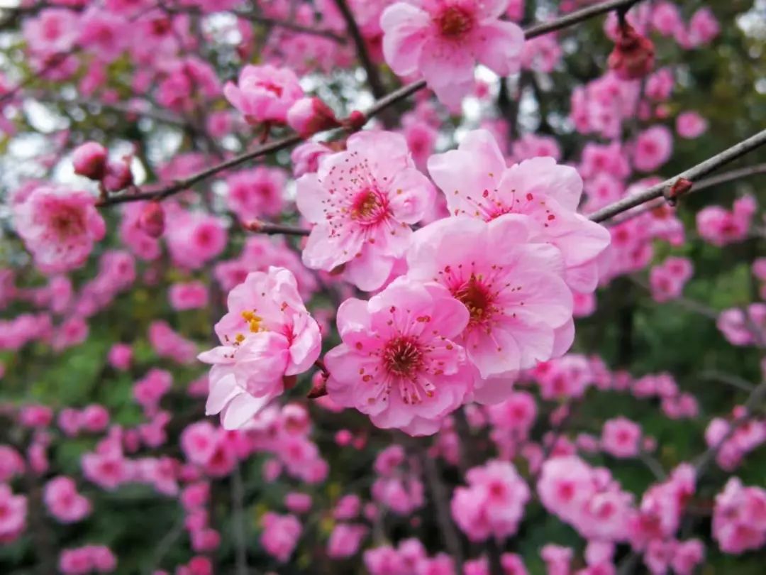 结香,茶花,喷雪花……醉白春色如此撩人,还不快来!专属免票福利