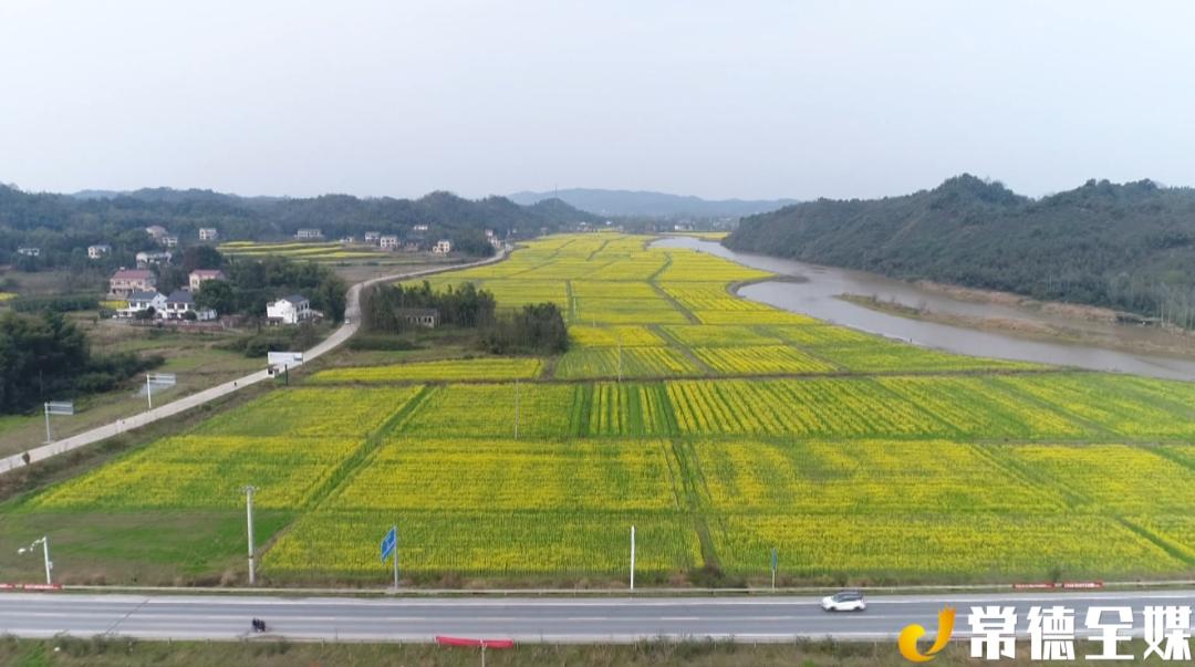 桃仙岭街道渔父村党支部书记许传贵:草莓下面套种西瓜,麒麟果,6月份就