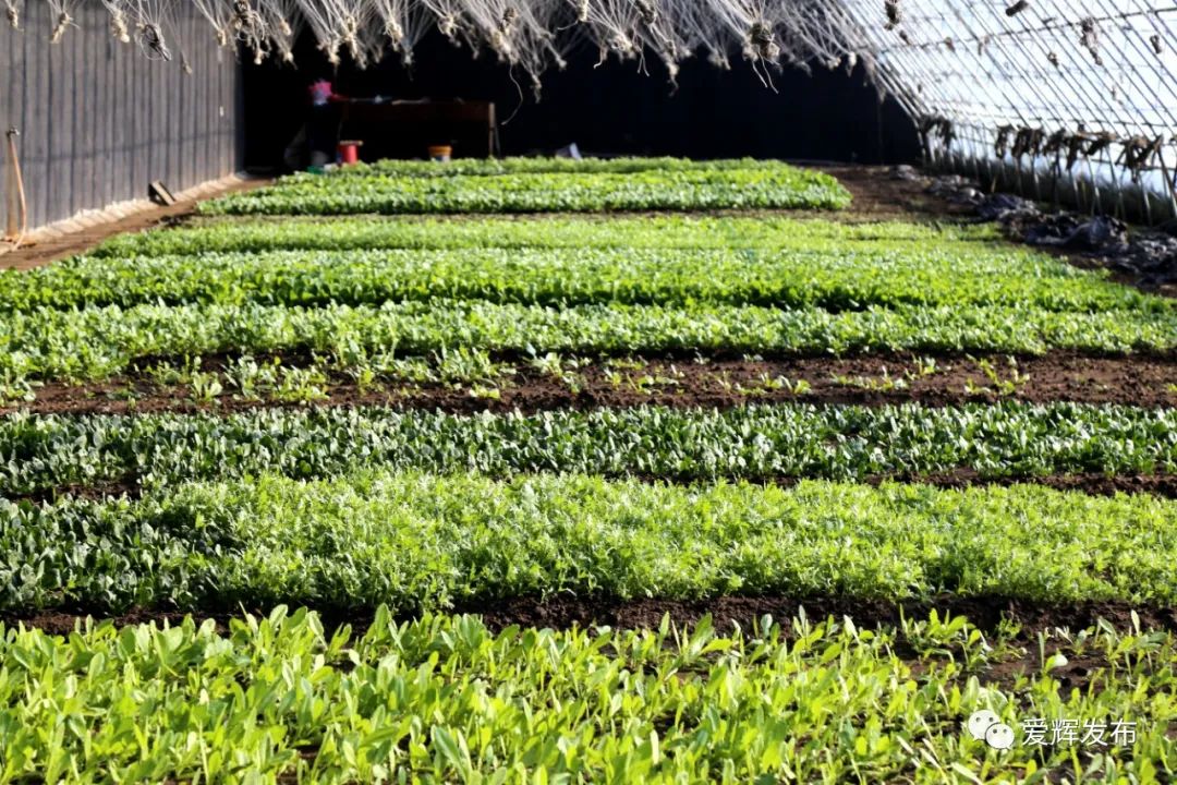 蔬菜大棚外观 从2018年开始,种植大棚已接待采摘游客万余人次,向