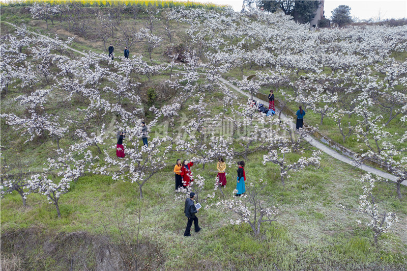 3月2日,隆昌市圣灯镇梨园村天峰山,成片梨花次第开放,引来众多游人前