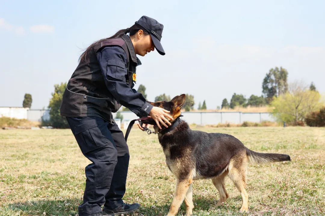 警犬共有73名警犬训导员昆明市公安局警犬基地位于美丽的滇池西岸"