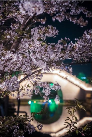 藏不住了！盐城这片樱花海，即将惊艳绽放……（最新发布）