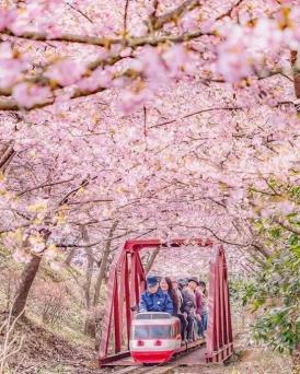 藏不住了！盐城这片樱花海，即将惊艳绽放……（最新发布）