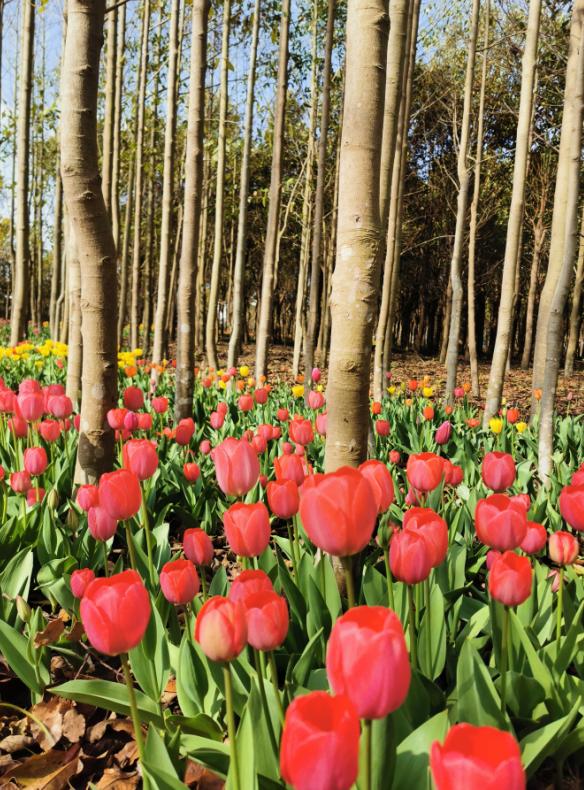 "郁金香文化节"3月15日将在崇明虹桥花乡开幕,大波美图请查收