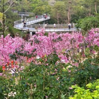 粉红色的花朵极其美丽 满树烂漫,如云似霞 将樱花谷妆点得诗情画意 也