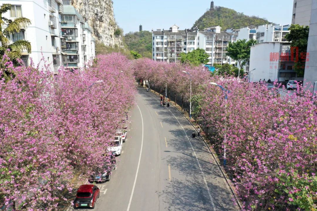 满屏粉色柳州28万株紫荆花盛开