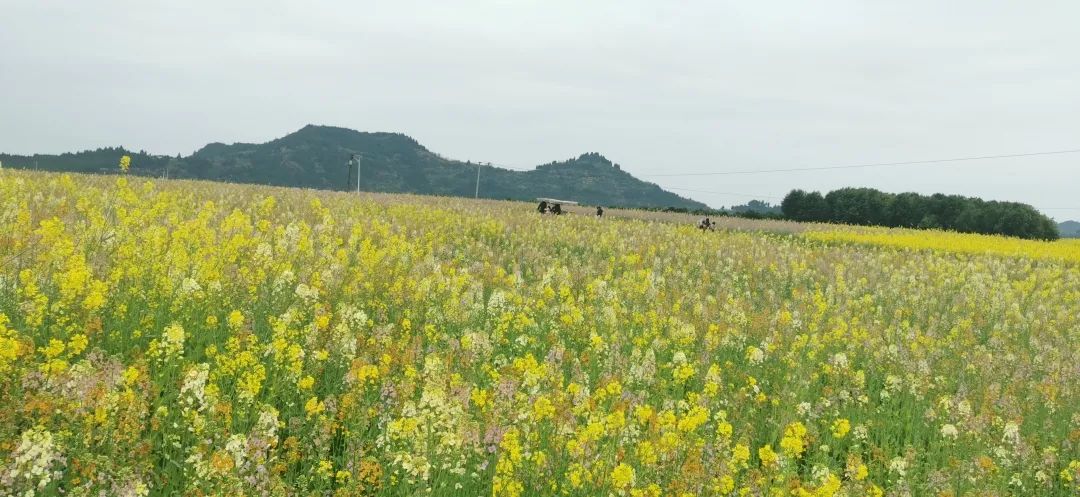 在顺庆区的渔溪镇太古岛千亩五彩油菜花田,分区域种植红色,粉色,紫色