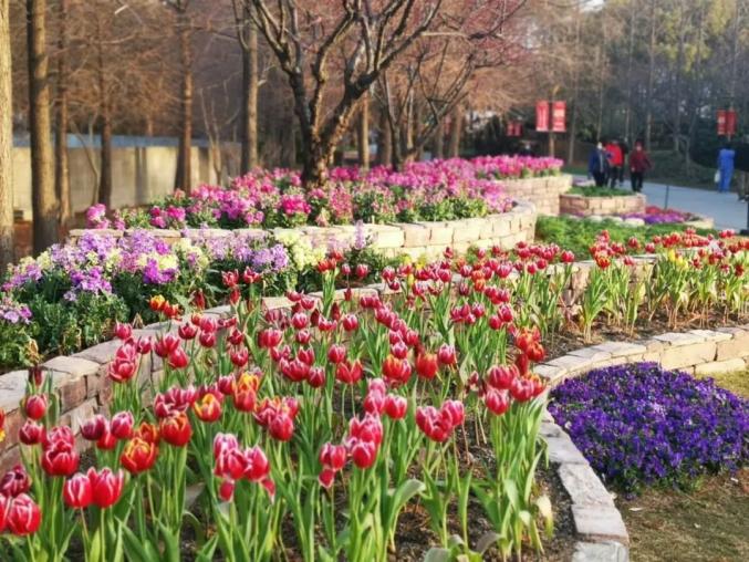 2021上海(国际)花展即将拉开序幕,四月芳菲的上海植物园敬请期待!