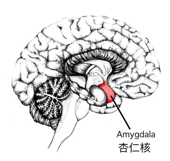 在已有的认知中,杏仁核几乎参与了所有情绪相关的活动,尤其是在恐惧和
