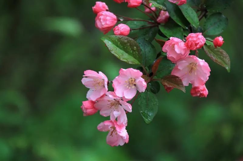 下周,万株海棠花与你相约碧沙岗