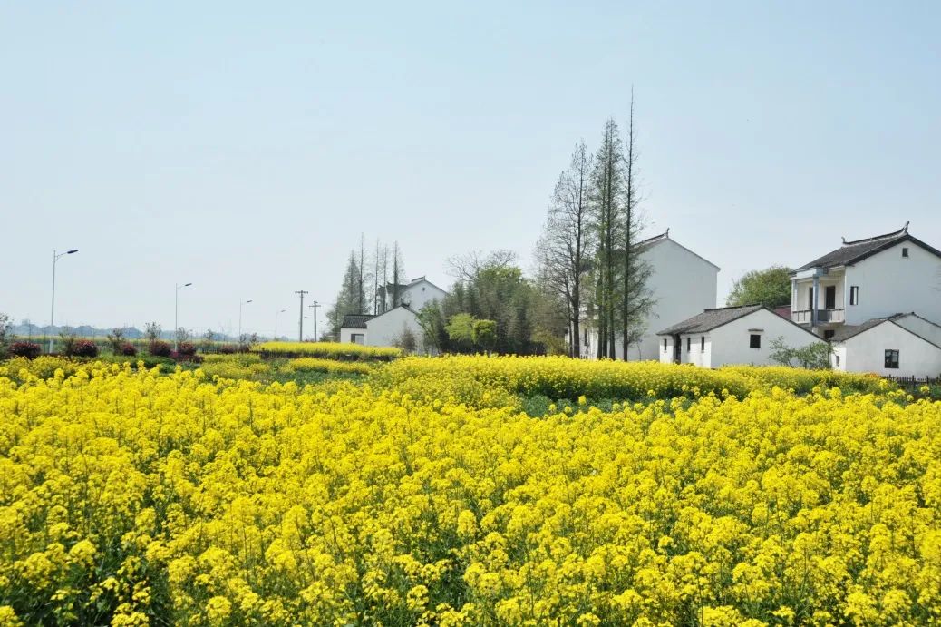 水乡体验的重要组成部分 作者拍摄于2012年5月,苏州市吴中区东林渡村