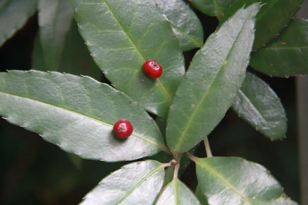 极为罕见龙泉山查出众多宝藏