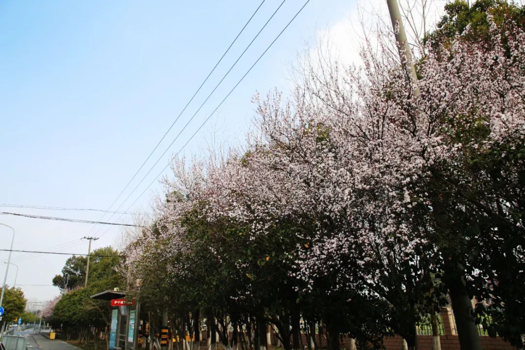 申城紫叶李进入盛花期,赏"李"要趁早哦