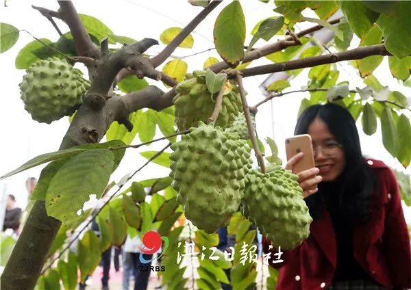 单亩产值5万元!湛江人爱吃的释迦果能否成为下一个"红江橙"?